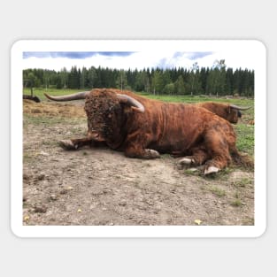 Scottish Highland Cattle Bull 1809 Sticker